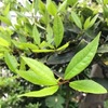 月桂樹　古来より，ハーブとして，そしてリースとして大活躍の植物．わが家の木はカイガラムシと闘っていますが，新芽のみどりは美しい．クスノキ科だけあって，大きくなりなかなか手入れが行き届かなくなっています．