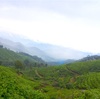 野生のゾウに遭遇。茶畑の美しいムナールをぐるり