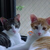 動物病院へ