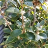 我が家の鉢植え（冬）