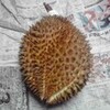 ドリアン