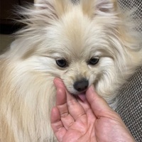 歯ブラシは苦手⁈ ポメラニアンの歯磨きシートでの磨き方