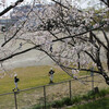 ２０２４年４月６日（土）　お花見しました　