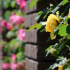 今年はもう薔薇が見頃🌹荒牧バラ公園