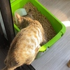 保護猫 子猫のエル 成長記録 生後3ヶ月 【餌箱に顔をつっこむ 】