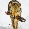 Coyote feeding on foot from a previous kill