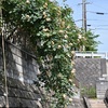 ６月の講習会は１日（土曜日）です