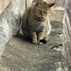 【西宮の風景】満池谷墓地・その２：「お墓のお墓」から北へ