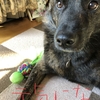 初お供え〜2020〜ｫﾛｫﾛヾ(･ω･`ヾ 三 ﾉ ´･ω･)ﾉﾀﾞｨｼﾞｮｩﾌﾞ?