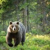 車に惹かれたネコすら拾えないヤツがクマ騒動を語るんじゃねぇ～よ