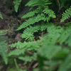 ナゴヤダルマガエル Pelophylax porosus brevipodus