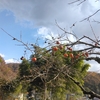 柿の実と空、怪しげな雲も