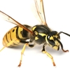 Wasp Nest Removal During Winter Season