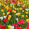 菜の花とチューリップ