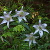 ササユリの花が咲いています