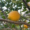 レモンを詠んだ短歌１　　臘梅に加え，早くも梅の花も．道中，レモンが実るお宅に何軒も遭遇しました．　黑貝のむきみの上にいたたれる檸檬の汁は古詩にかも似る　斎藤茂吉　　六月のある日のあさの嵐なりレモンをしぼれば露あをく垂る　前川佐美雄　　鮮黄のレモンを一つ皿に置きあさひとときの完き孤りよ　葛原妙子　　檸檬割いて唾あふるるを羞（やさ）しめりこの友わが手もて殺さずば　　塚本邦雄　　百千のレモンの山をくずれゆく一顆がしろし海の薄暮に　馬場あき子