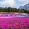 GW頃までが見頃、秩父の春を彩る羊山公園「芝桜の丘」はいかがでしょう？