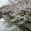 桜を詠んだ短歌４　鎌倉鶴岡八幡宮の段葛，源平池の桜は，まさに満開．妙本寺の桜も見応えがありましたが，本覚寺の八重桜は早くも散っていました．　さくらさくら美（うま）しさくらの幻惑にのめり込めたる日本浪曼派　道浦母都子　　わが胸をのぞかば胸のくらがりに桜森見ゆ吹雪ゐる見ゆ　河野裕子　　　日本的美意識なぞの埒の外咲きたくて桜うすべにを吐く　松平盟子　　愛恋はさくらはなびら散りぬれば散りぬるあとの風のなごりよ　紀野恵