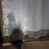 ガラス越しの猫
