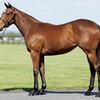 シルク2020年度出資馬紹介『ウィルパワーの19』 