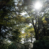 神代植物公園 w/ α7R IV & FE 24mm F1.4 GM