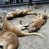 東山動植物園のカンガルーの寝相が悪い（笑）