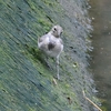 今日の鳥さん。