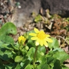 ヒメリュウキンカの開花とともに退院