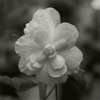モノクロ写真の話。