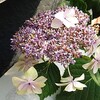 バッサリと夏仕様に～