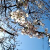 昼の桜もきれいでふふふーん♪