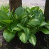 Hosta sieboldiana