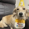 ちゃちゃ丸3歳の誕生日