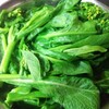 いつの間に菜の花が？
