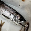 2/16(日)桟橋釣りでアマゴ🐟ボートワカサギ釣り食いが良くなって来たかな❓