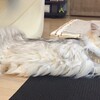 13歳の健康診断🐾