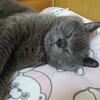 入れ替わった猫。。