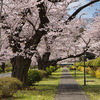 2022年春の桜スナップ＠東京都の北の方と福島県矢祭町