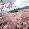 ここの桜は見事です　＝桜が咲くとそわそわしちゃいます＝