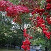 岐阜市岩戸森林公園＆弘峰寺に紅葉を見に行ったがちょっと早かった
