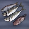 サップフィッシング　SLJ
