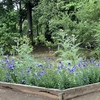 つくば植物園　〜2024「夏の花」