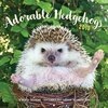寒さ対策万全❓❗️靴下装備のハリネズミさんがめっちゃかわいい❗️