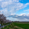 都幾川桜堤