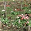 小金井公園の桜