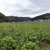2020黒枝豆狩り(2)