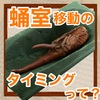 蛹室移動のタイミングって？(ショート投稿)