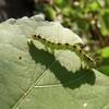 フタトガリコヤガの幼虫。