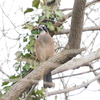 年内鳥納め！疑惑のカモと、周囲の環境に溶け込む鳥たち♪