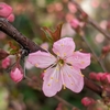 ニワウメの花とサクランボの花